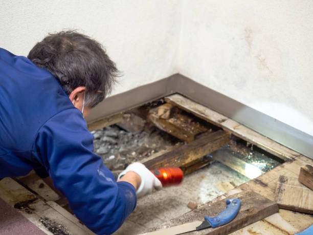 Best Health and Safety Mold Remediation in Jacinto City, TX
