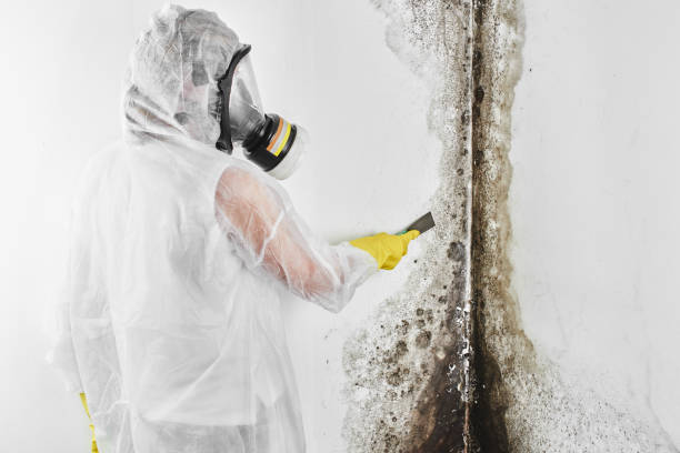 Best Commercial Mold Remediation in Jacinto City, TX