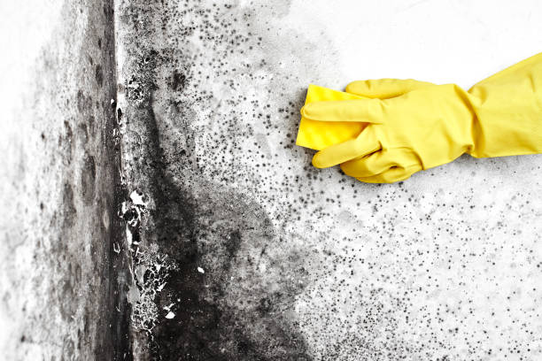 Best Basement Mold Remediation in Jacinto City, TX