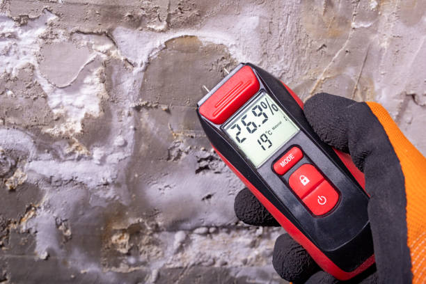 Best Kitchen Mold Remediation in Jacinto City, TX