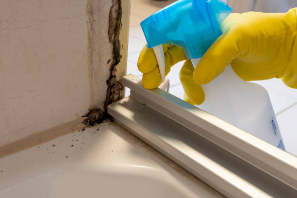 Best Bathroom Mold Remediation in Jacinto City, TX