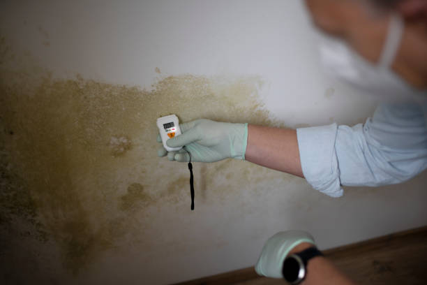 Reliable Jacinto City, TX Mold Remediation Solutions