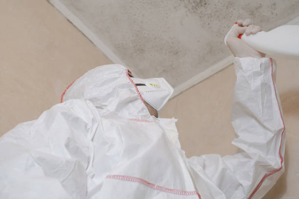 Best Industrial Mold Remediation in Jacinto City, TX