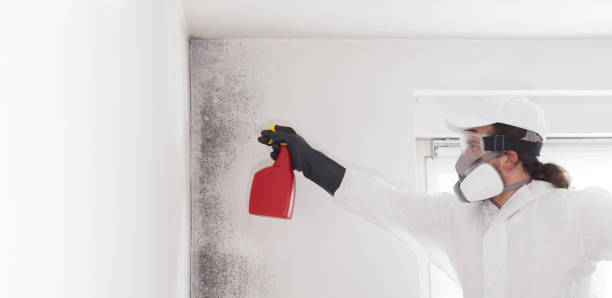 Best Mold Remediation for Specific Building Types in Jacinto City, TX