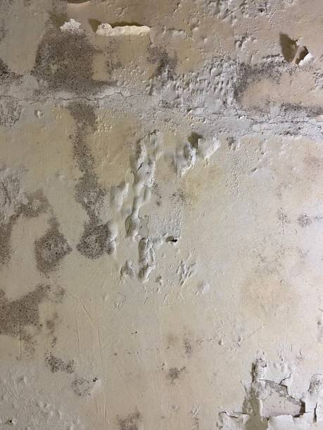 Best Kitchen Mold Remediation in Jacinto City, TX