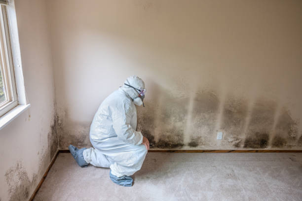 Best Black Mold Remediation in Jacinto City, TX