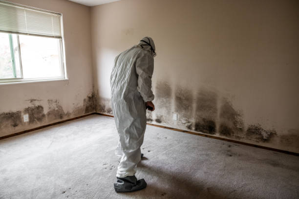 Best HVAC Mold Remediation in Jacinto City, TX