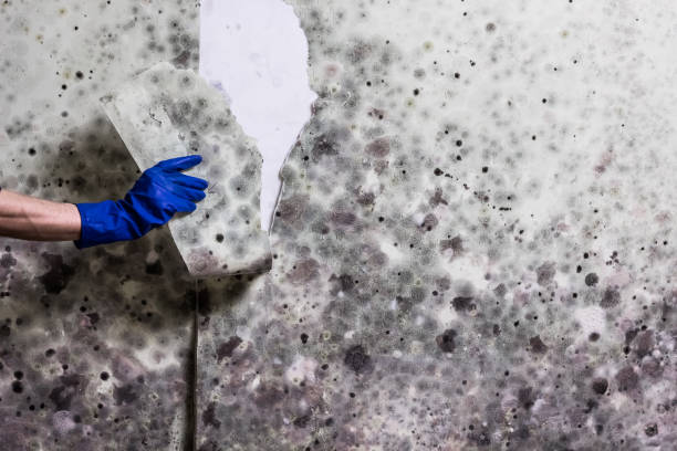 Best Preventive Mold Services in Jacinto City, TX