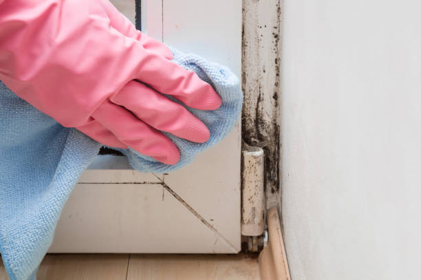 Best Mold Remediation for Schools in Jacinto City, TX